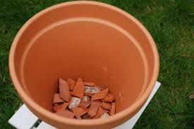 Before you water the plant, you need to check the. March 2015 Andrew S Gardening Pages