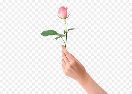 Bunga mawar adalah sebuah bunga yang paling sering di pakai untuk pembelajaran dalam membuat gambar sketsa bunga, bahkan sangat sering sekali para dan jangan lupa untuk membuat gambar daun bunga tulip dengan bentuk runcing. Pantai Naik Bunga Tangan Gambar Png