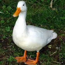 نتیجه جستجوی لغت [canard] در گوگل