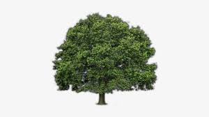 We did not find results for: Source Willow Oak Tree Drawing 500x400 Png Download Pngkit