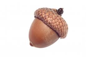 Why Do Acorns Wear Hats Wonderopolis