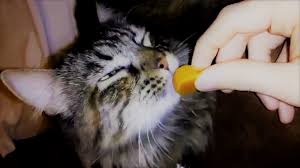 Kedilerde Seker Hastaligi Belirtileri Nelerdir Kedi Blog