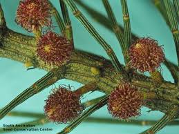 Image result for Casuarina verticillata