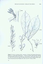 Image result for Opiliaceae