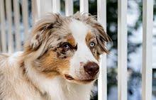 Australian Shepherd Wikipedia