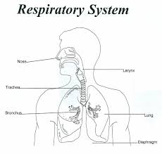 Respiratory System Google Search Respiratory System Human Respiratory System Respiratory