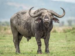 Where to see African Buffalo | Wilderness