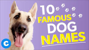 Naming your new dog or puppy can be a difficult task. 10 Famous Dog Names Chewy Youtube
