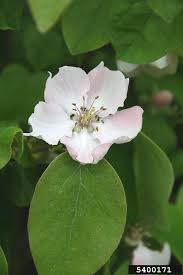 Image result for Cydonia