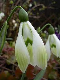 Cowhouse Green Botanical Flowers Types Of White Flowers Pretty Flowers