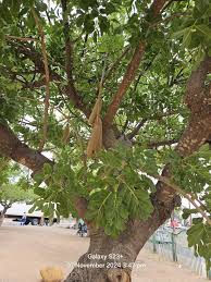 Image result for Rytigynia kigeziensis