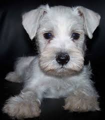 Browse thru schnauzer (miniature) puppies for sale near norman, oklahoma, usa area listings on puppyfinder.com to find your perfect puppy. Yellow Pomeranian Puppy Novocom Top