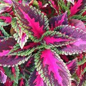 Find store hours, street address, driving direction, and phone number. Coleus Plants For Sale Free Shipping