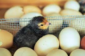 Best practices to store fresh backyard chicken eggs. Free Eggs 5 Things To Know Before You Start A Backyard Chicken Flock Toledo Lucas County Public Library