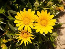 Image result for foto Gazánie