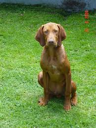 Don't expect them to slow down too much before they reach 10 years old. Vizsla Wikipedia