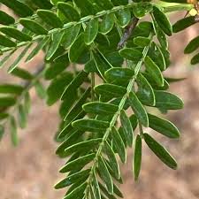 Image result for Acacia karroo
