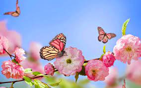 Over 40,000+ cool wallpapers to choose from. Hd Fruhling Hintergrundbilder Fruhjahr Hd Hintergrundbilder