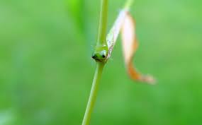 Image result for Microstegium