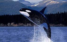 Check spelling or type a new query. Black And White Whale Hd Wallpapers Free Download Wallpaperbetter