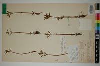 Image result for Bergia capensis