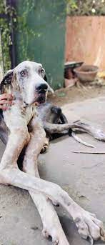 For free adoption from thrissur. Since owner passed away no one is there to  take care of them. If anybody can adopt, please contact 8137010014. 1 Great  Dane of age 8years and