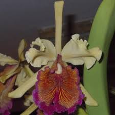 Image result for Cavacoa aurea