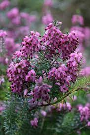 Heather Erica Carnea Plants Fynbos Unusual Animals