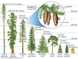 Conifer Plant Britannica