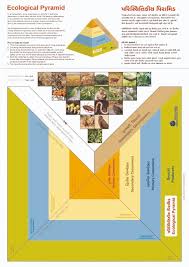 Make A Ecological Pyramid Set Of 50 Charts