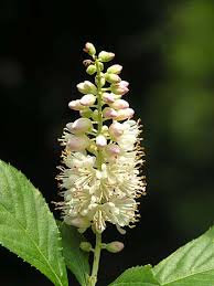 About the 2021 native plants sale. Yardscaping Maine Plants