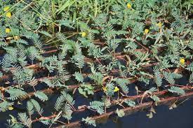 Image result for Aeschynomene pfundii