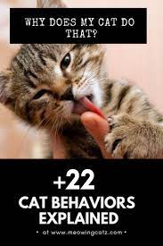Weird Cat Behaviors And Quirks Explained Cat Behavior Cat Behavior Facts Cat Behavior Cat Behavior Problems