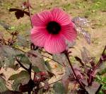 Image result for Hibiscus rhabdotospermus