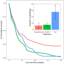 Image result for Sarcophrynium brachystachyum