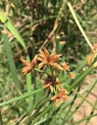 Image result for Bolboschoenus