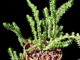 Image result for Crassula schimperi