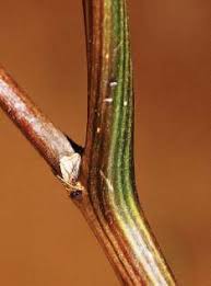 Image result for Aloe haroniensis