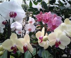 Potratz floral shop & greenhouses asub kohas erie. Boss Moss Is Back Potratz Floral Shop And Greenhouses