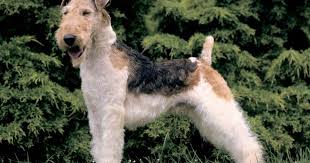 Image result for foxterier drsnosrstý