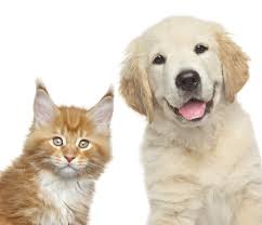Prices may vary according to how titled the parents are (either in. Close Up Portrait Of Cat And Dog In Front Of White Background Medvet