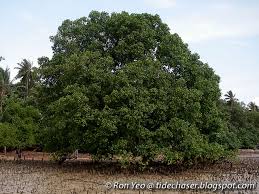 Image result for Sonneratia alba