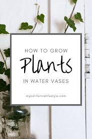 plants that grow in water vases and how to grow them indoorgardening plants grown in water water plants indoor indoor water garden