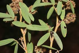 Image result for Grona barbata