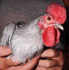 Mahanaim Farm 12 Blue Dutch Old English Game Bird Batam Hatching Eggs Oeg Mahanaimfarm Hatching Eggs For Sale Game Birds Hatching Eggs
