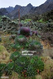 Image result for Carex bequaertii