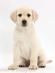 Black And White Labrador Retriever Puppies Yellow Labrador Retriever Puppy 8 Weeks Old Sitting White Background Labrador Retriever Labrador Retriever Puppies Black Labrador Retriever
