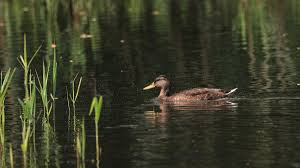 Human botulism is most typically caused by c. Botulismus Bei Hunden Und Katzen Gesundheitszentrum Fur Kleintiere