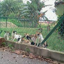 Maybe you would like to learn more about one of these? Pusat Jagaan Kucing Terbiar