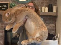 At shows, rabbits are posed. Cocoa Puff Giant Rabbit Cocoa Puff The Pet Rabbit Is Nearly As Big As His Human Owner Netizens Can T Believe Their Eyes Watch Trending Viral News